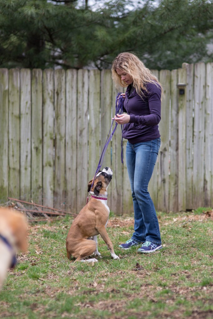 Diana working with a client (dog) on focus work even with other dogs around.