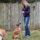 Diana working with a client (dog) on focus work even with other dogs around.